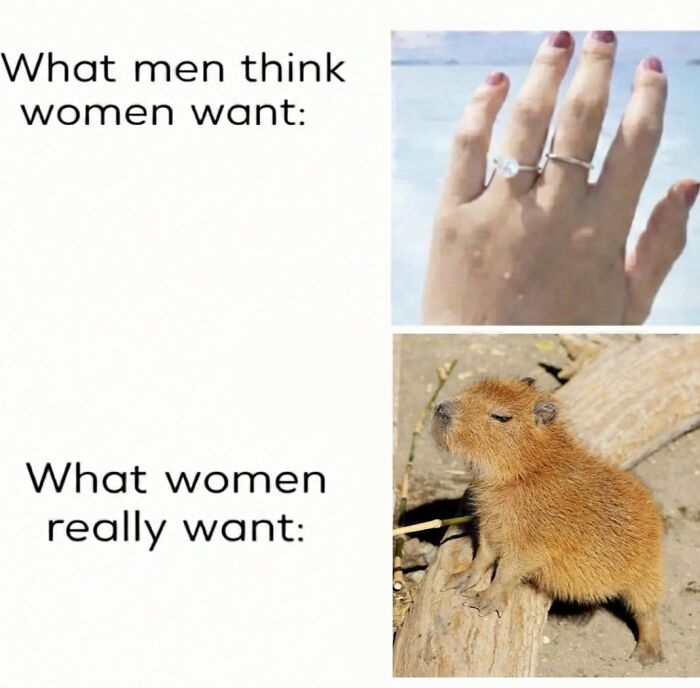 39 Memes Shared By This Page That Show How Cute And Relatable Capybaras Are