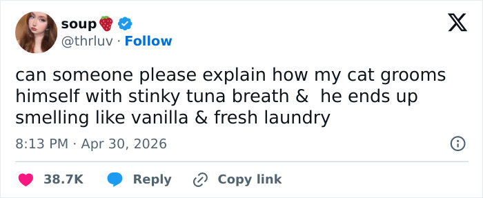 55 Funny Tweets That Confirm Cats Are Equal Parts Adorable, Weird, And Emotionally Manipulative