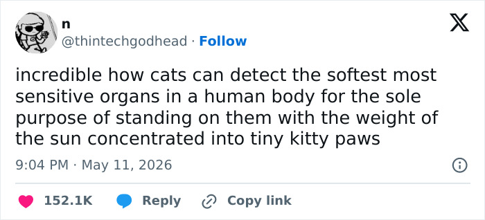 55 Funny Tweets That Confirm Cats Are Equal Parts Adorable, Weird, And Emotionally Manipulative