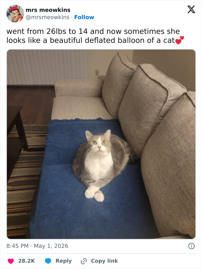 55 Funny Tweets That Confirm Cats Are Equal Parts Adorable, Weird, And Emotionally Manipulative