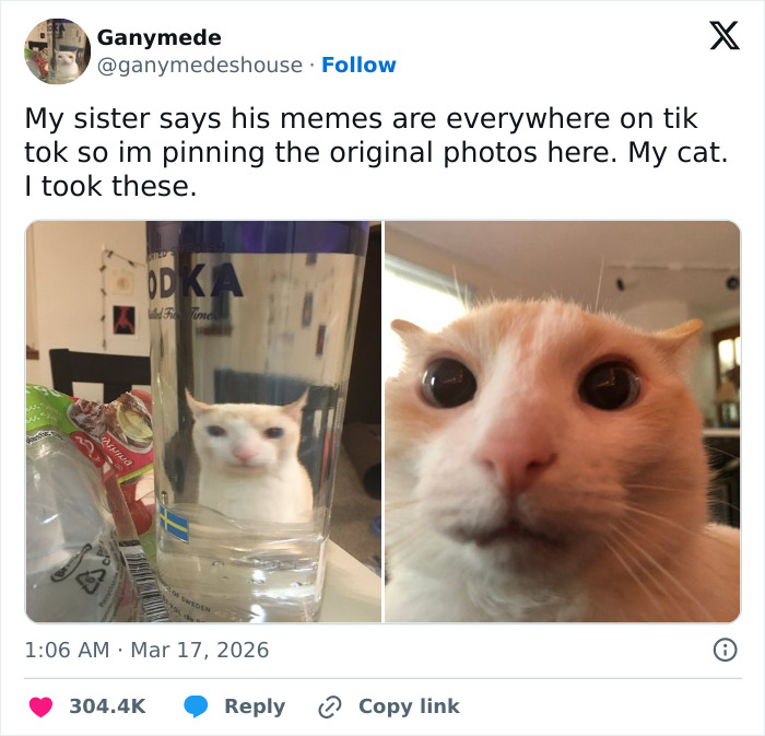 55 Funny Tweets That Confirm Cats Are Equal Parts Adorable, Weird, And Emotionally Manipulative