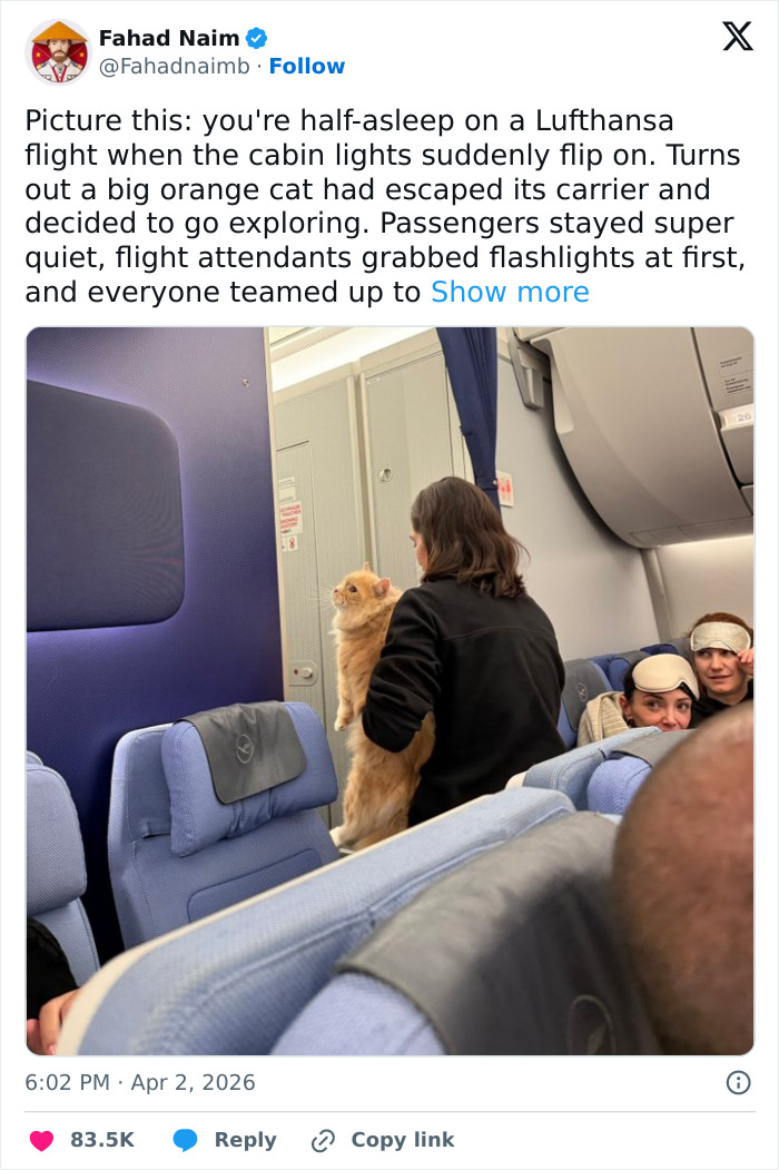 55 Funny Tweets That Confirm Cats Are Equal Parts Adorable, Weird, And Emotionally Manipulative