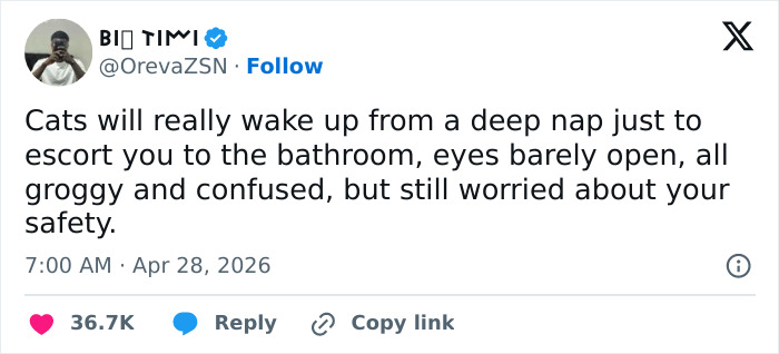 55 Funny Tweets That Confirm Cats Are Equal Parts Adorable, Weird, And Emotionally Manipulative