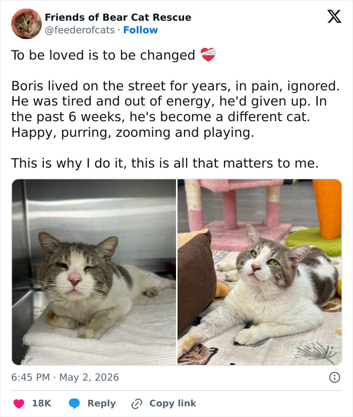 55 Funny Tweets That Confirm Cats Are Equal Parts Adorable, Weird, And Emotionally Manipulative