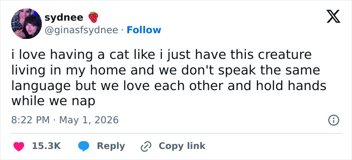 55 Funny Tweets That Confirm Cats Are Equal Parts Adorable, Weird, And Emotionally Manipulative