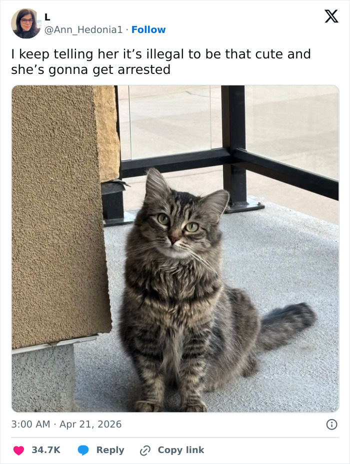 55 Funny Tweets That Confirm Cats Are Equal Parts Adorable, Weird, And Emotionally Manipulative