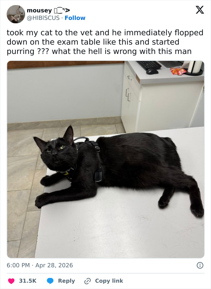 55 Funny Tweets That Confirm Cats Are Equal Parts Adorable, Weird, And Emotionally Manipulative