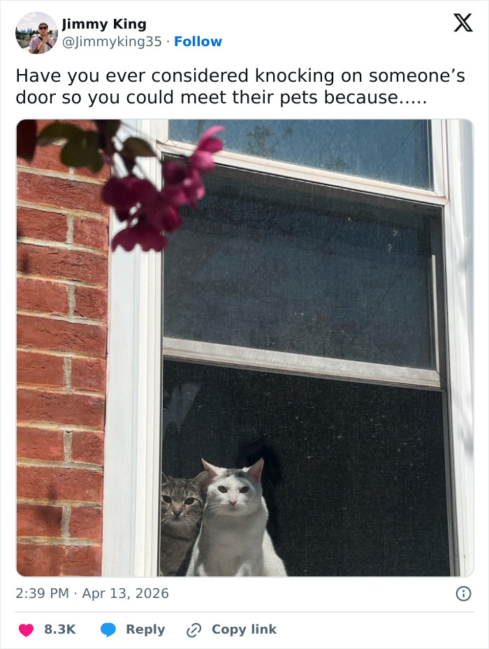 55 Funny Tweets That Confirm Cats Are Equal Parts Adorable, Weird, And Emotionally Manipulative