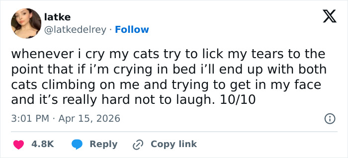 55 Funny Tweets That Confirm Cats Are Equal Parts Adorable, Weird, And Emotionally Manipulative