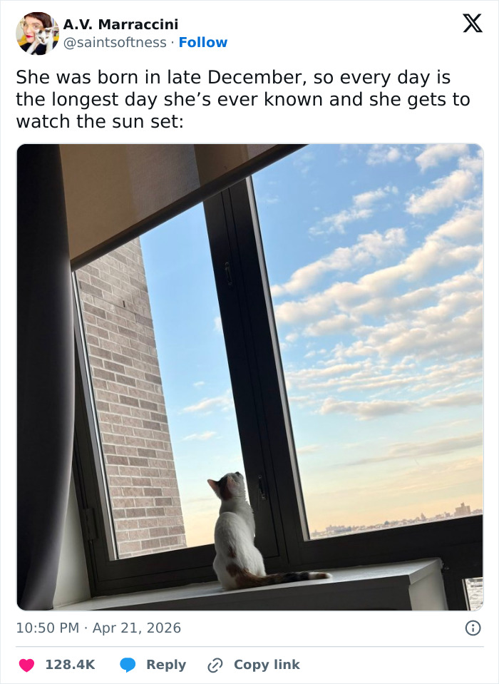55 Funny Tweets That Confirm Cats Are Equal Parts Adorable, Weird, And Emotionally Manipulative