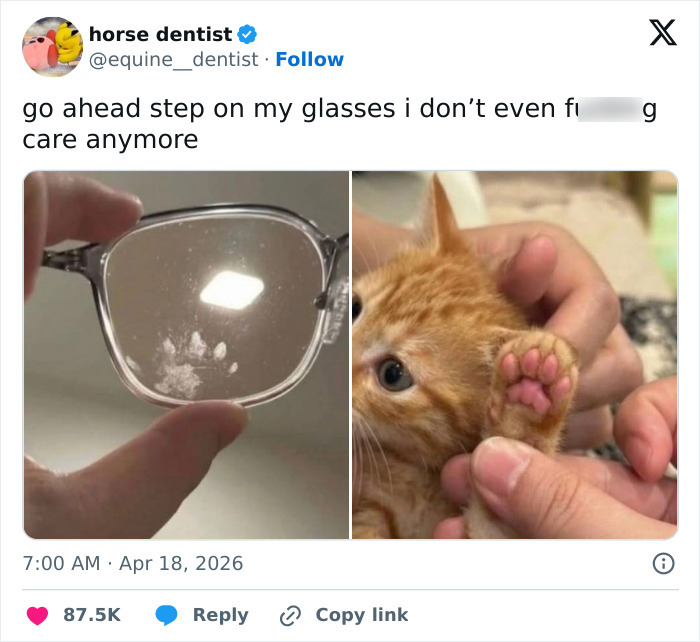 55 Funny Tweets That Confirm Cats Are Equal Parts Adorable, Weird, And Emotionally Manipulative