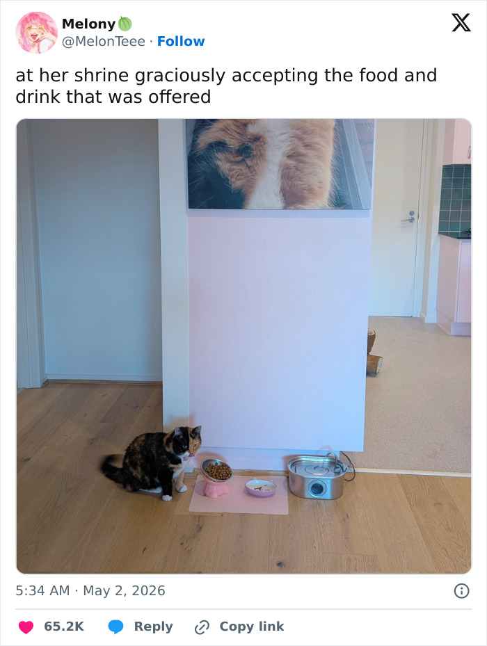 55 Funny Tweets That Confirm Cats Are Equal Parts Adorable, Weird, And Emotionally Manipulative