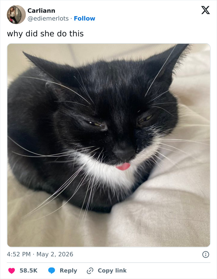 55 Funny Tweets That Confirm Cats Are Equal Parts Adorable, Weird, And Emotionally Manipulative