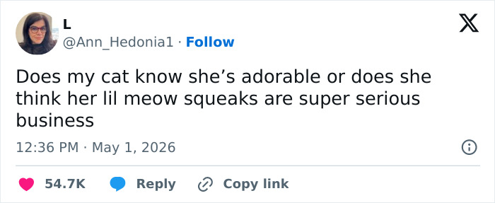 55 Funny Tweets That Confirm Cats Are Equal Parts Adorable, Weird, And Emotionally Manipulative