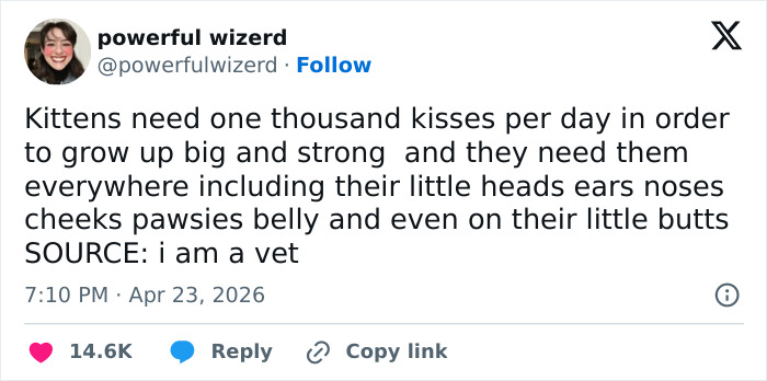 55 Funny Tweets That Confirm Cats Are Equal Parts Adorable, Weird, And Emotionally Manipulative