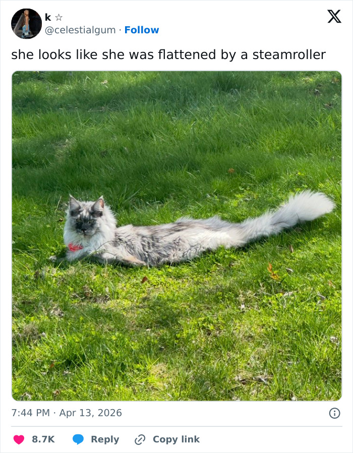 55 Funny Tweets That Confirm Cats Are Equal Parts Adorable, Weird, And Emotionally Manipulative