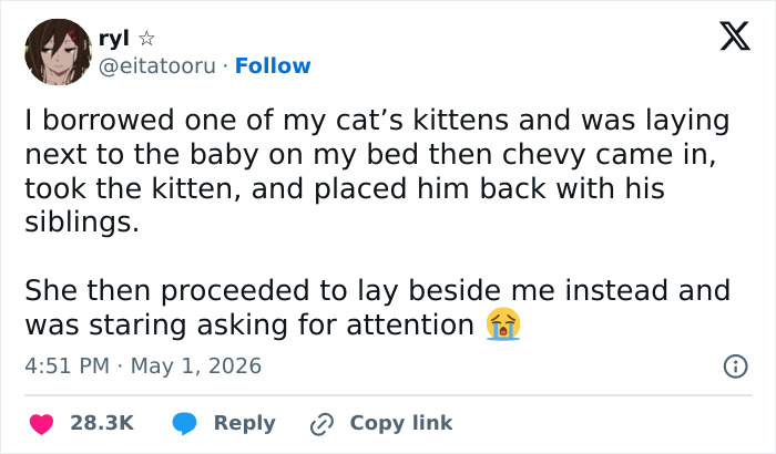55 Funny Tweets That Confirm Cats Are Equal Parts Adorable, Weird, And Emotionally Manipulative