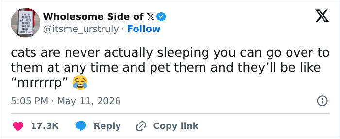 55 Funny Tweets That Confirm Cats Are Equal Parts Adorable, Weird, And Emotionally Manipulative