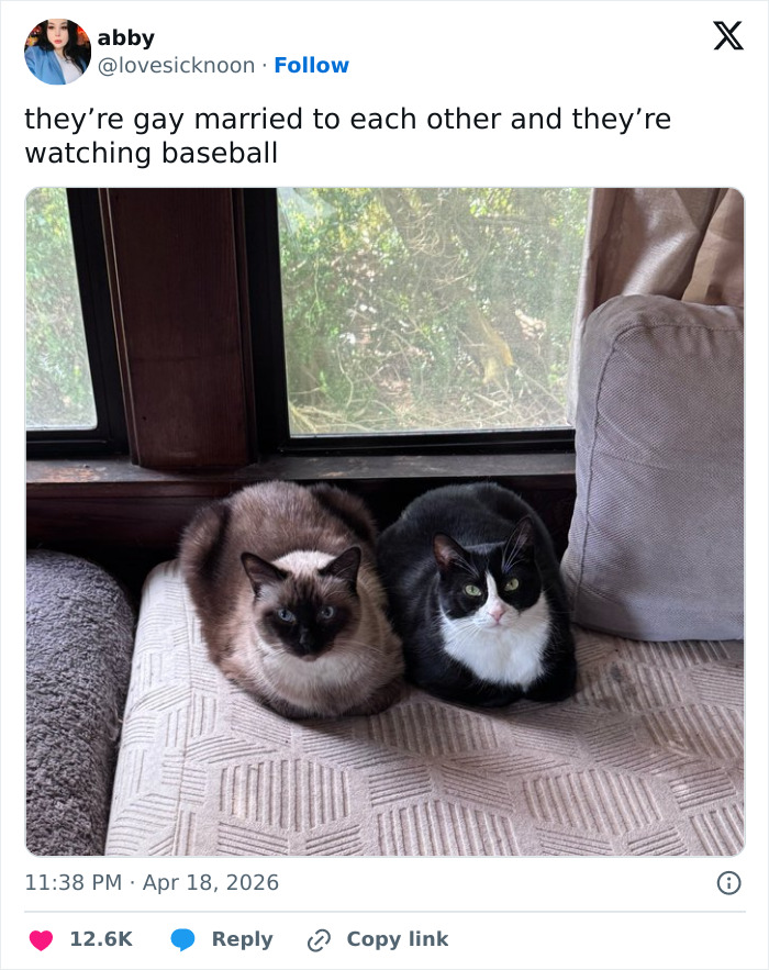 55 Funny Tweets That Confirm Cats Are Equal Parts Adorable, Weird, And Emotionally Manipulative