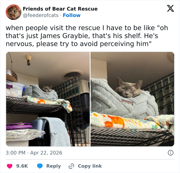 55 Funny Tweets That Confirm Cats Are Equal Parts Adorable, Weird, And Emotionally Manipulative