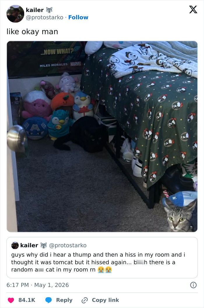 55 Funny Tweets That Confirm Cats Are Equal Parts Adorable, Weird, And Emotionally Manipulative