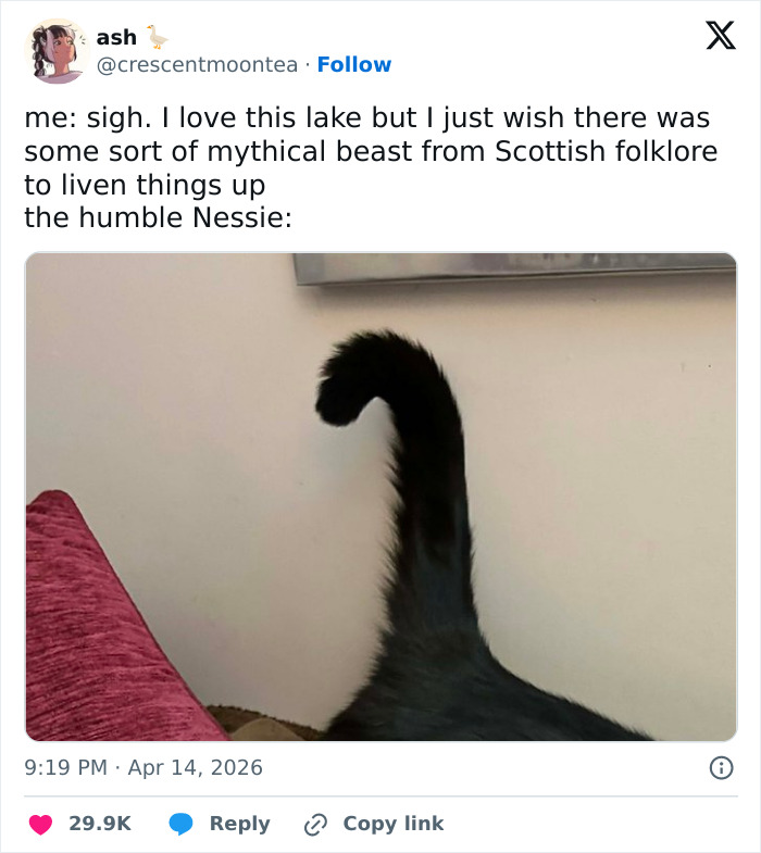 55 Funny Tweets That Confirm Cats Are Equal Parts Adorable, Weird, And Emotionally Manipulative