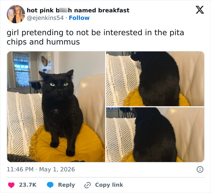 55 Funny Tweets That Confirm Cats Are Equal Parts Adorable, Weird, And Emotionally Manipulative