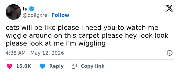 55 Funny Tweets That Confirm Cats Are Equal Parts Adorable, Weird, And Emotionally Manipulative