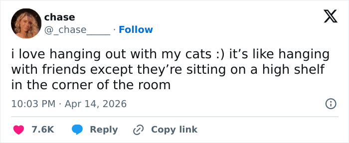 55 Funny Tweets That Confirm Cats Are Equal Parts Adorable, Weird, And Emotionally Manipulative