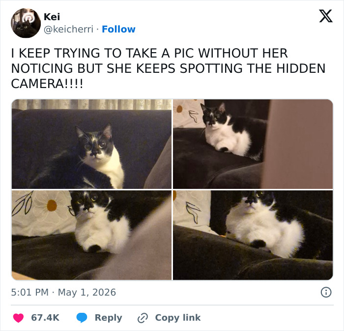 55 Funny Tweets That Confirm Cats Are Equal Parts Adorable, Weird, And Emotionally Manipulative