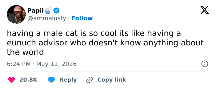 55 Funny Tweets That Confirm Cats Are Equal Parts Adorable, Weird, And Emotionally Manipulative