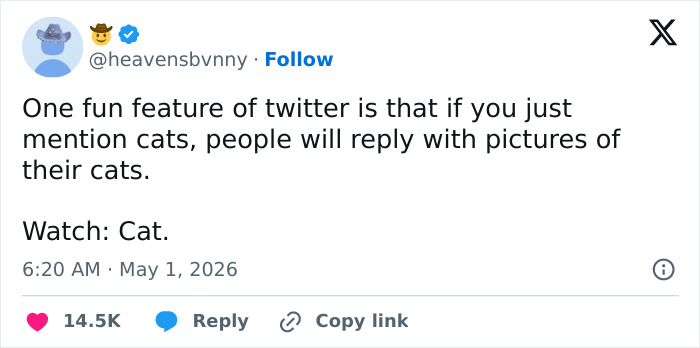 55 Funny Tweets That Confirm Cats Are Equal Parts Adorable, Weird, And Emotionally Manipulative