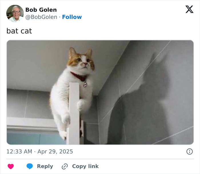 55 Funny Tweets That Confirm Cats Are Equal Parts Adorable, Weird, And Emotionally Manipulative