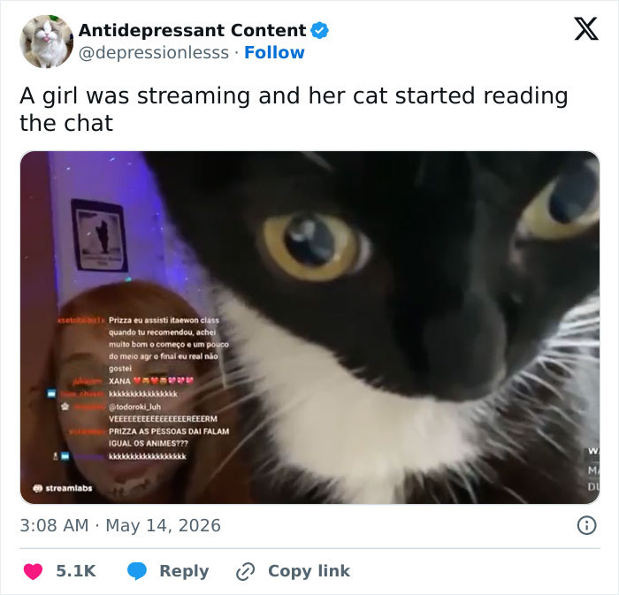 55 Funny Tweets That Confirm Cats Are Equal Parts Adorable, Weird, And Emotionally Manipulative