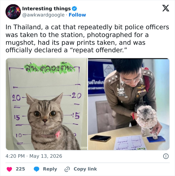 55 Funny Tweets That Confirm Cats Are Equal Parts Adorable, Weird, And Emotionally Manipulative