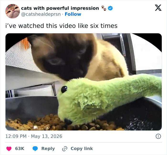 55 Funny Tweets That Confirm Cats Are Equal Parts Adorable, Weird, And Emotionally Manipulative