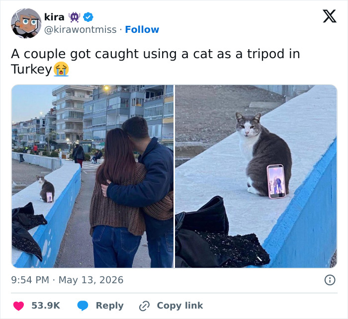 55 Funny Tweets That Confirm Cats Are Equal Parts Adorable, Weird, And Emotionally Manipulative