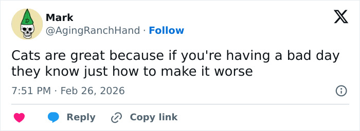 55 Funny Tweets That Confirm Cats Are Equal Parts Adorable, Weird, And Emotionally Manipulative