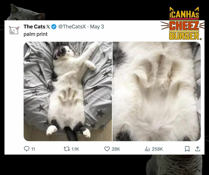 41 Of The Funniest And Cutest Cat Posts Shared By This Page (New Pics)