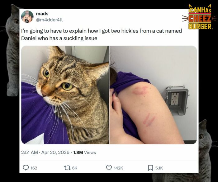 41 Of The Funniest And Cutest Cat Posts Shared By This Page (New Pics)