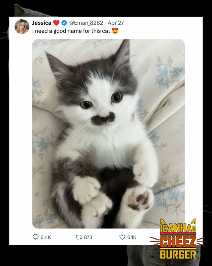 41 Of The Funniest And Cutest Cat Posts Shared By This Page (New Pics)