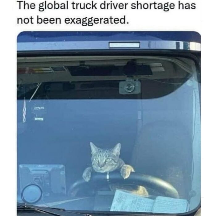 41 Of The Funniest And Cutest Cat Posts Shared By This Page (New Pics)