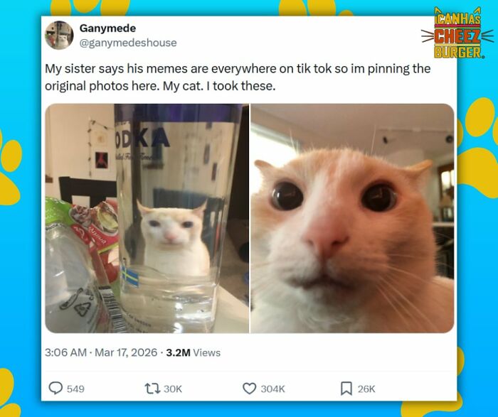 41 Of The Funniest And Cutest Cat Posts Shared By This Page (New Pics)
