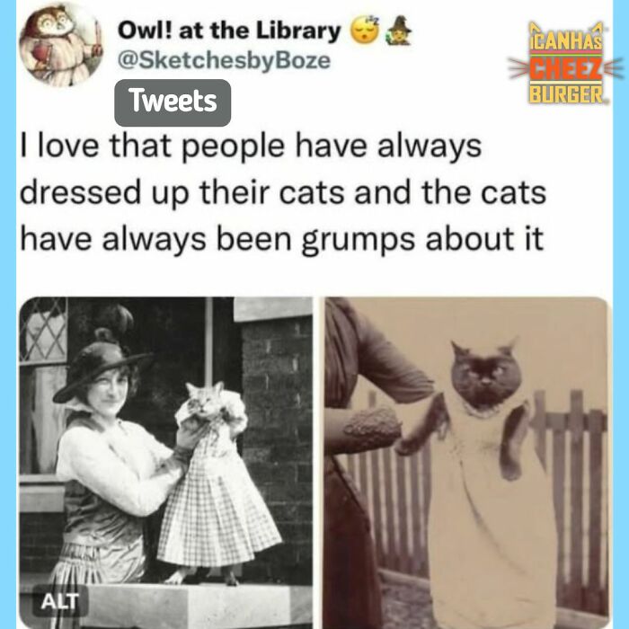 41 Of The Funniest And Cutest Cat Posts Shared By This Page (New Pics)