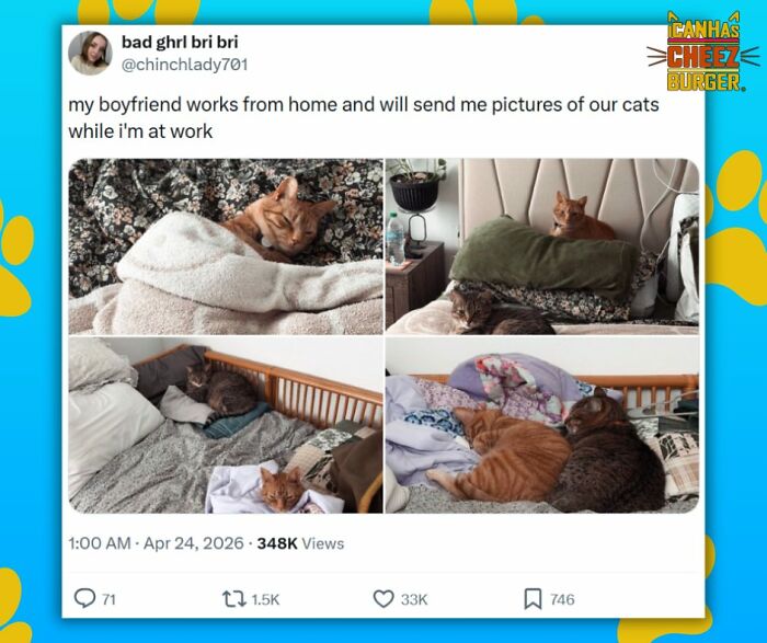 41 Of The Funniest And Cutest Cat Posts Shared By This Page (New Pics)