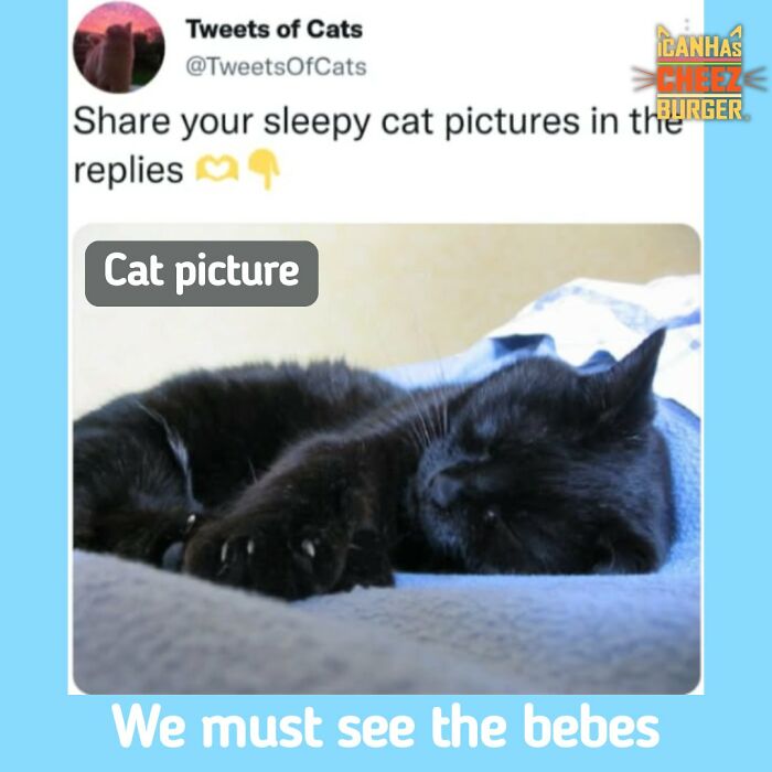 41 Of The Funniest And Cutest Cat Posts Shared By This Page (New Pics)