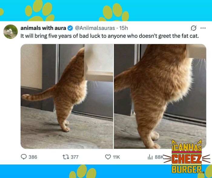 41 Of The Funniest And Cutest Cat Posts Shared By This Page (New Pics)