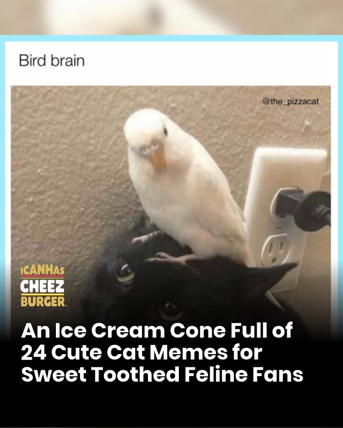 41 Of The Funniest And Cutest Cat Posts Shared By This Page (New Pics)