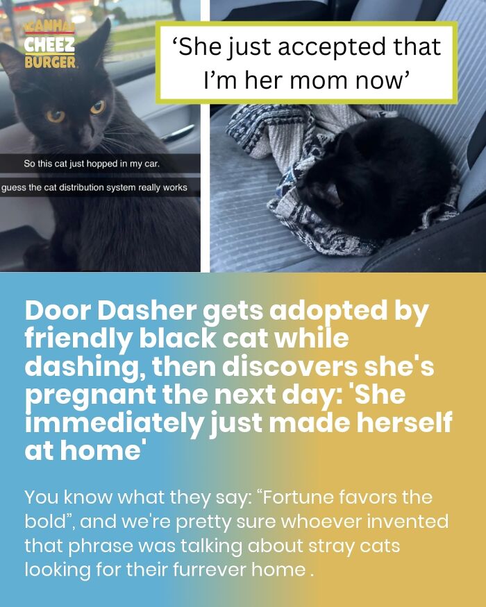 41 Of The Funniest And Cutest Cat Posts Shared By This Page (New Pics)