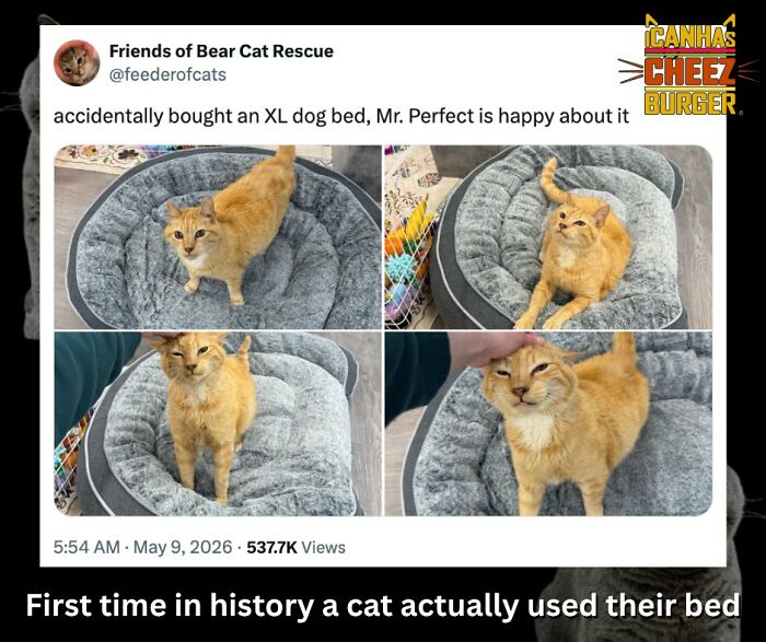 41 Of The Funniest And Cutest Cat Posts Shared By This Page (New Pics)